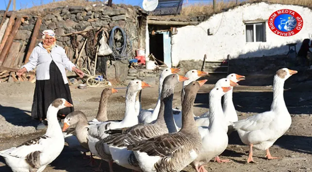 Ardahan