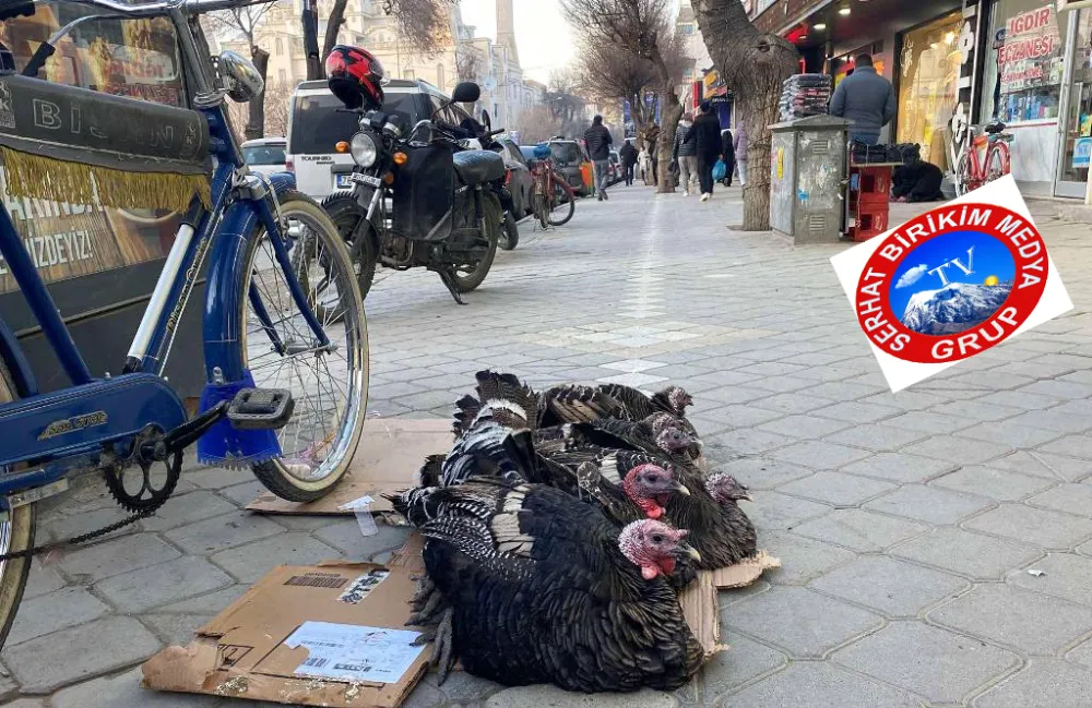 Yılbaşı Sofralarının Ana Menüsü Hindiler Iğdır’da Pazara İndiler