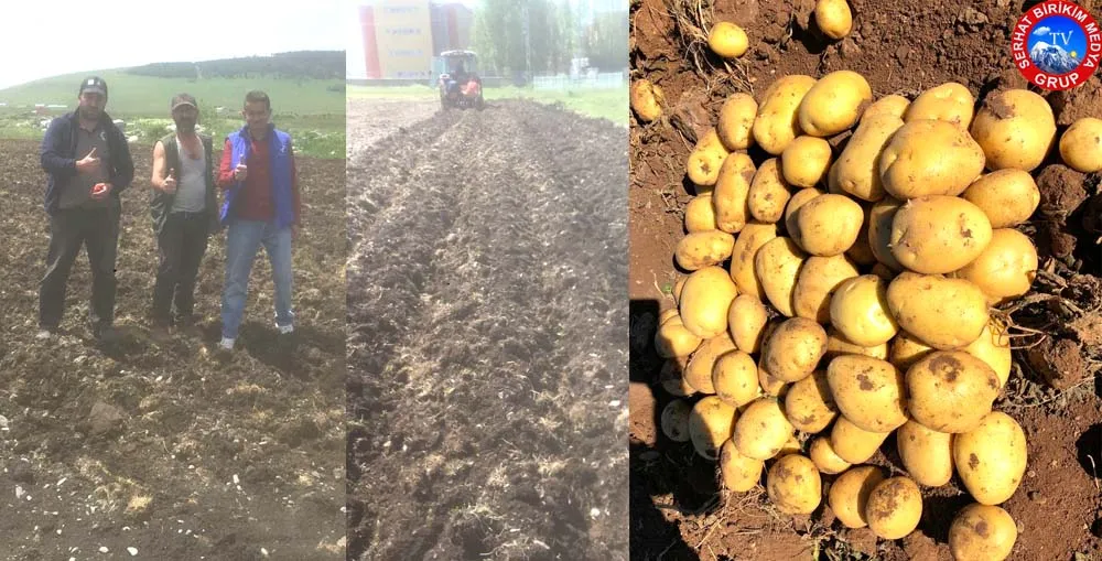 Göle Kadın Meclisi’nin Patates Tohumları Toprakla Buluştu