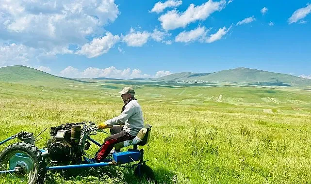 Ardahan’da, artan hava sıcaklıklarına rağmen çiftçiler tarlada yoğun bir mesai harcıyor.