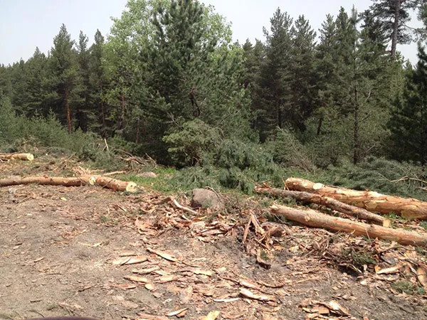 Ardahan Federasyonlarından Orman Katliamına   Büyük Tepki