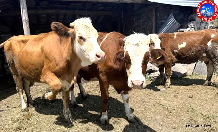 Ardahan’da Çiftçiye müjde! Hayvan desteği başvuruları başladı